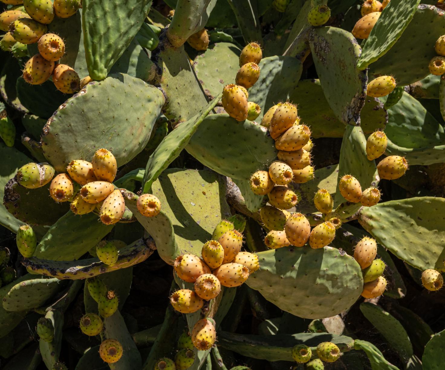 APROFIP - Associação de produtores de figo da india portugueses